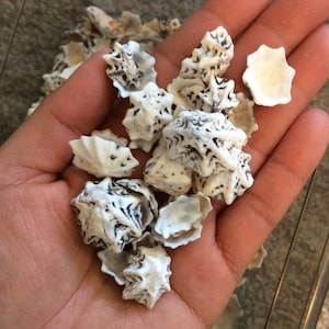 May include: A collection of small, white seashells with intricate patterns and textures. The shells are mostly white with brown markings and have a variety of shapes.