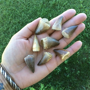 Mosasaur Tooth, genuine fossil, Fossil dinosaur tooth, Fossil tooth