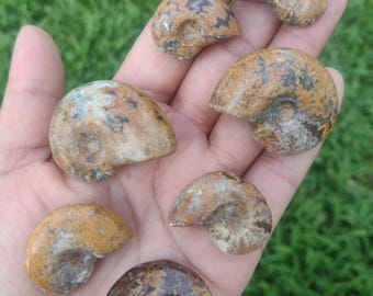 Ammonite Genuine Fossil ~ Calcenite Stone Korite Gemstone