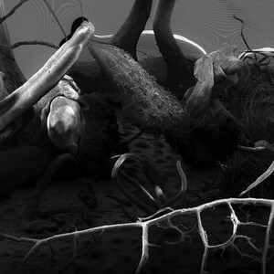 May include: A black and white photograph of a tangle of tree branches and roots. The branches are twisted and gnarled, and the roots are thick and intertwined. The image is taken from a low angle, giving the viewer a sense of the branches' complexity.