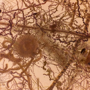 Art print: Plankton Painting timelapse pond critters under the microscope brightfield