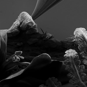 May include: A grayscale microscopic image of a plant structure, showcasing intricate details. The image highlights various textures, including petal-like formations, spiky protrusions, and delicate, fern-like elements. The composition is dominated by organic shapes and forms.