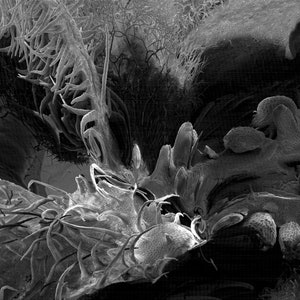 Op de afbeelding: Een zwart-wit close-up beeld van een plantenstengel en bladeren. De afbeelding toont de ingewikkelde details van de structuur van de plant, inclusief de aderen en haren op de bladeren.