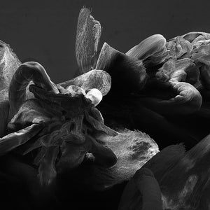 May include: A close-up black and white image of a cluster of dried, curled, and twisted plant material. The material appears to be very delicate and fragile.