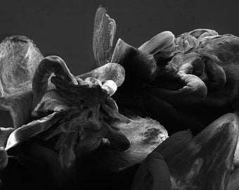 Electron microscope landscape print: 'Microsculpture 21 #1' (two flowers)