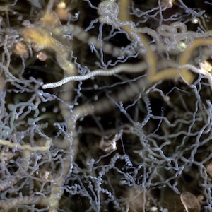 Art print: Plankton Painting timelapse pond critters under the microscope
