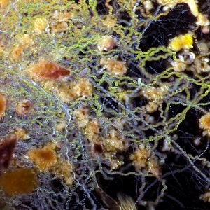 Art print: Plankton Painting algae zooplankton timelapse pond critters under the microscope