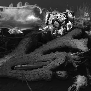 May include: A close-up of a collection of dried sea life, including a piece of coral, a sea sponge, and a variety of seaweed. The items are arranged in a natural, organic way, creating a textured and interesting composition.