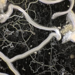 Puede incluir: Una imagen de primer plano de un material orgánico blanco y fibroso con una superficie texturizada. El material está entrelazado y parece estar en una masa enredada. El fondo es oscuro y borroso.