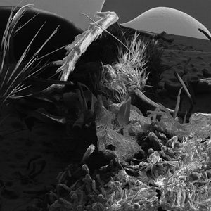 May include: A black and white photograph of a close-up of a plant with a textured surface. The plant has a variety of shapes and sizes, and the texture is rough and uneven.