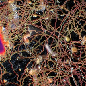 Plankton Painting: fall colors. Timelapse microscopy 11x19 archival print, zooplankton, algae, pond critters, STEM