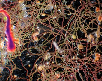 Plankton Painting: fall colors. Timelapse microscopy 11x19 archival print, zooplankton, algae, pond critters, STEM
