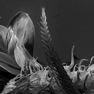 May include: A black and white close-up image of a plant's reproductive parts, showing intricate details of the flower's structure.