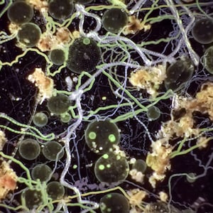 Art print: Plankton Painting Volvox timelapse pond critters under the microscope