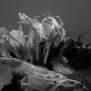 May include: A close-up black and white image of a plant with delicate, thin, and wispy leaves. The plant appears to be dried and brittle.