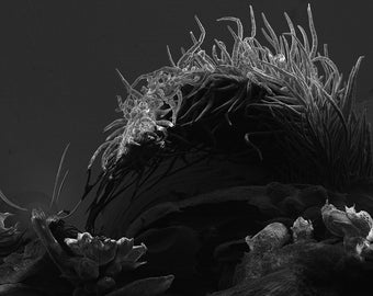 Electron microscope landscape print: 'Microsculpture 37 #4'