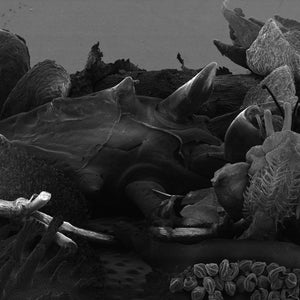 May include: A black and white close-up image of a pile of small, dried, and shriveled plant parts. The plant parts are arranged in a random pattern and appear to be very delicate.