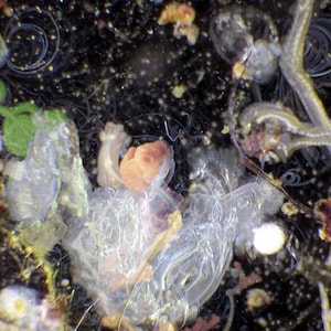 Plankton Painting: Rose and Rotifers. Timelapse microscopy  11x19 archival print, zooplankton, algae, pond critters