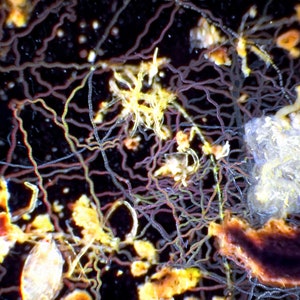Plankton Painting: Star. Timelapse microscopy 11x19 archival print, zooplankton, algae, pond critters, rotifers