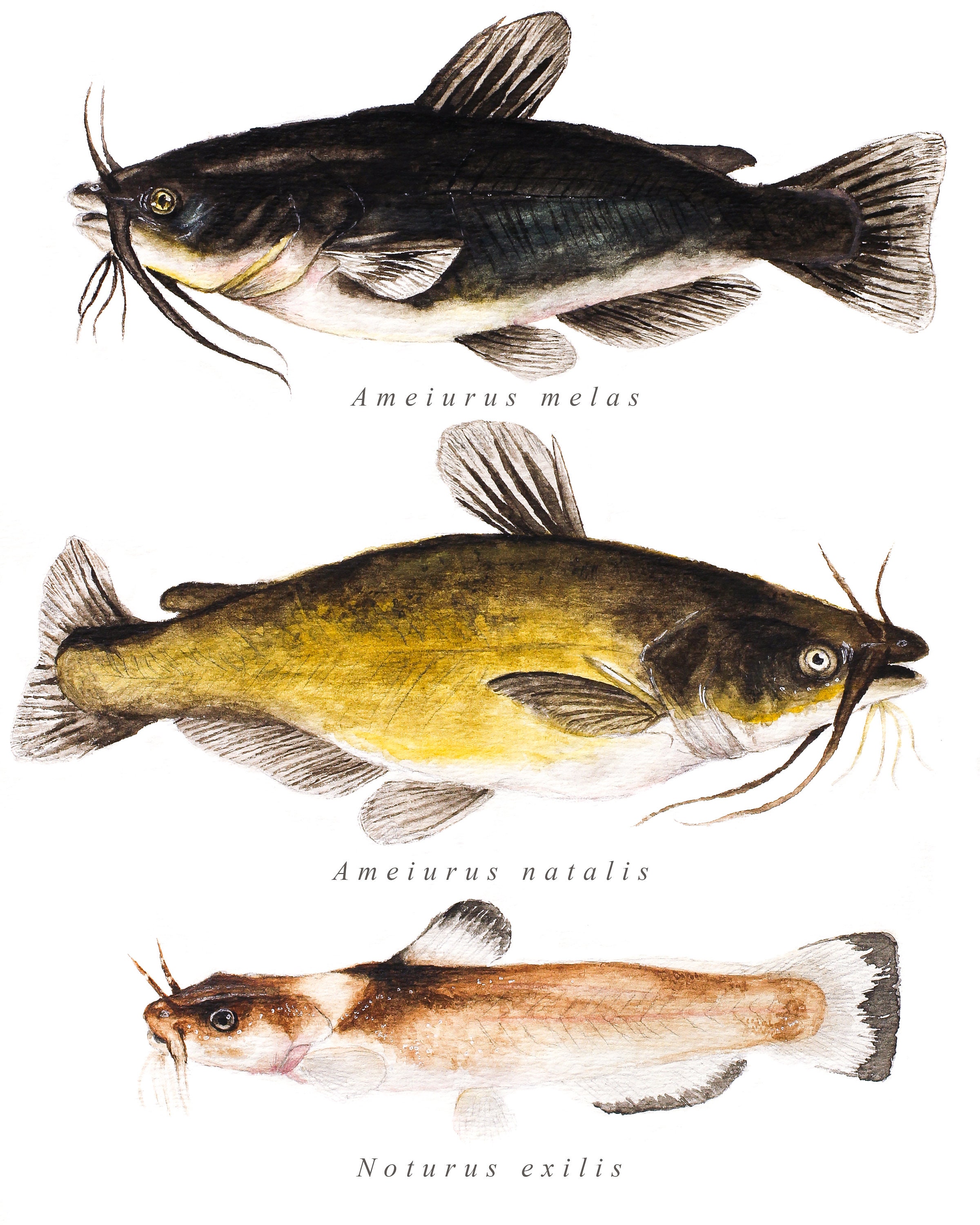 DIGITAL Freshwater Catfish Fish Natural History Watercolor Painting Fine  Art Print 