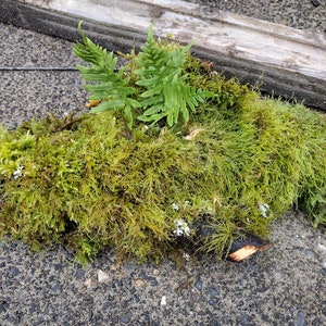 Maplewood with moss, ferns and lichen