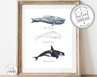 Whale Wall print, Watercolor Whales sign, Beluga Whale, Blue Whale, Killer Whale, Orca poster, Modern Gallery Dorm Wall art, DIGITAL FILES