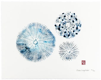 Gyotaku Art - Sea Urchins - Limited Edition Print by Maui Artist Debra Lumpkins