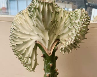 Crested Grafted Coral Cactus