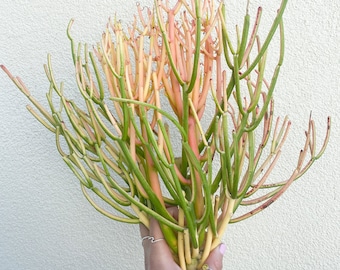 Euphorbia tirucalli - "Fire Sticks" Clippings