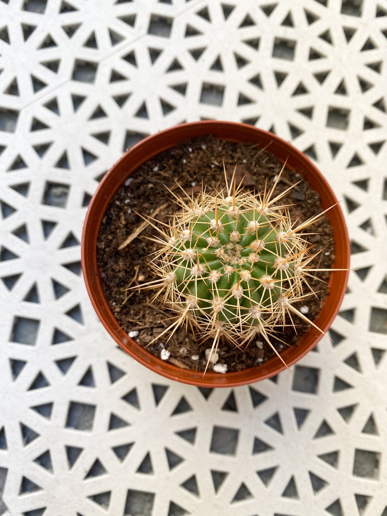 Barrel Cactus Echinobivia Rainbow Bursts Gardening Plants Home Hobby Vadel Com