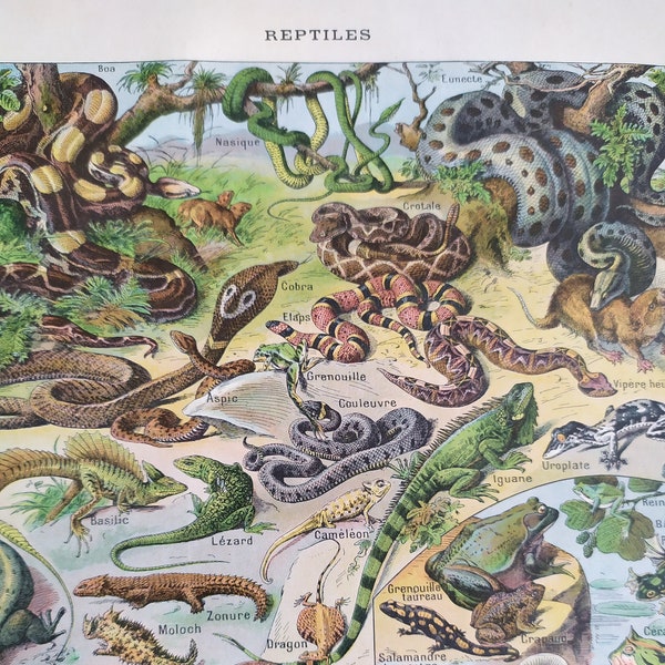 Antique french book illustration  Types of Reptiles  Larousse Universel 1920's, French country deco, French curiosity, study deco