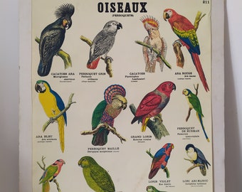 Authentic French Vintage Deyrolle Paris Parrots School Poster, French Country Deco, Curiosity Cabinet, Retro Deco