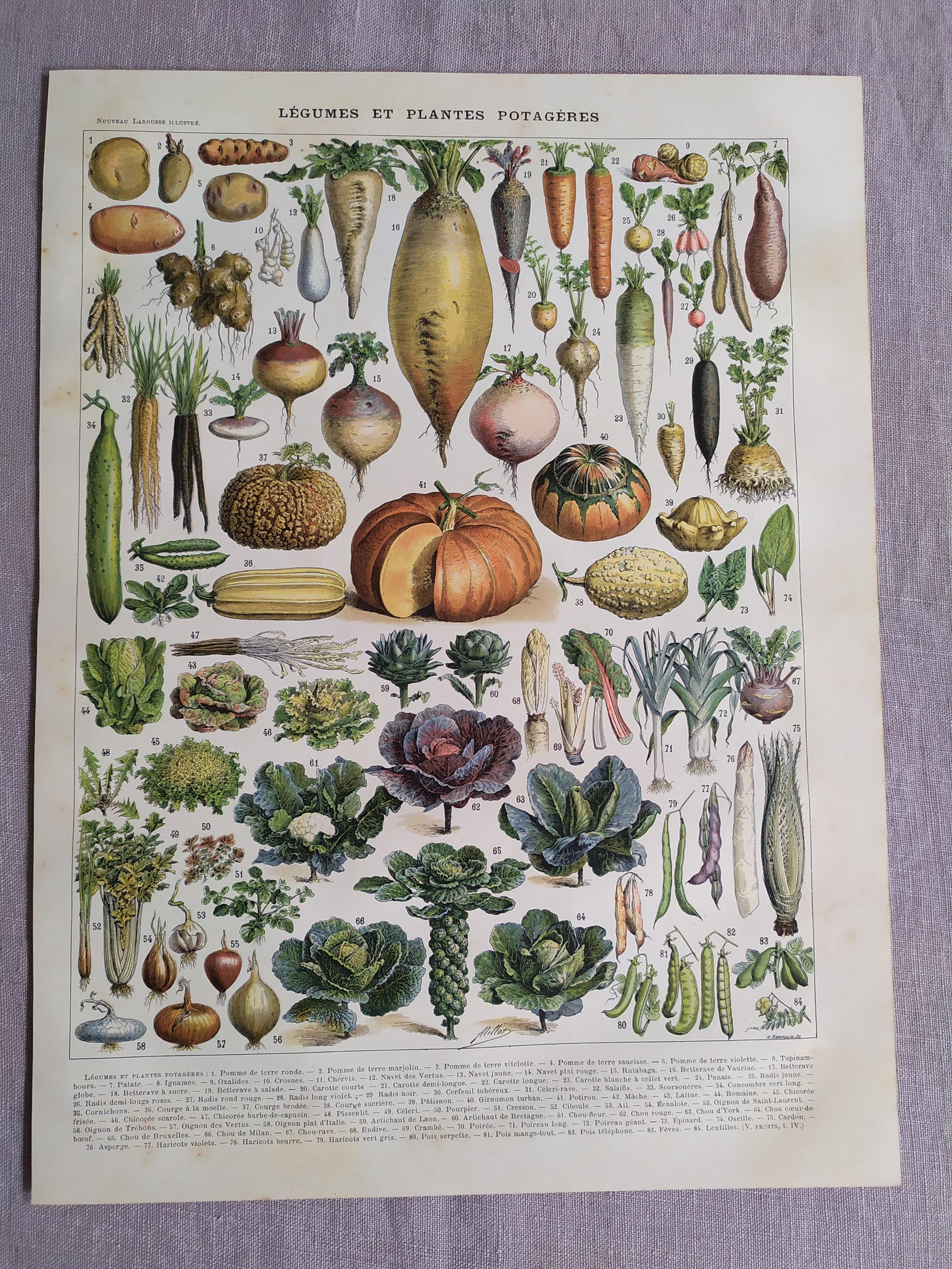 野菜の本とフランス料理ラルース アンティークのフランスの本のイラスト 野菜 ラルース ユニバーセル