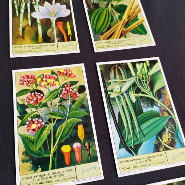 Cloves Nutmeg Card Etsy