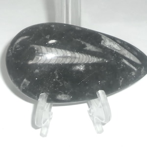 May include: A black oval-shaped stone with a fossilized trilobite embedded in it. The trilobite is a light gray color and has a segmented body.
