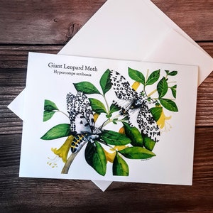 Riesen Leopard Motte Aquarell Grußkarten (5er Set)