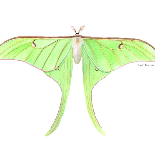 Luna Moth Watercolor Print- 8x10 OR 11x17 inches