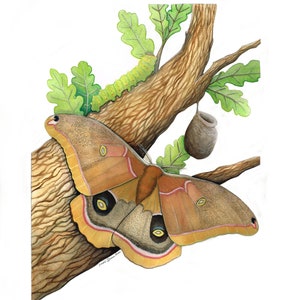 May include: Watercolor illustration of a large moth with brown and yellow wings, perched on a tree branch. A green caterpillar and a cocoon are also visible. The artwork is signed in the lower left corner.