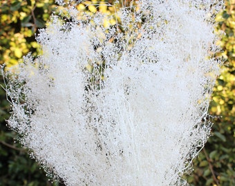 May include: A large bouquet of dried white flowers, held in a hand with red nail polish. The flowers have a delicate, airy appearance with many tiny buds, and are set against a blurred green background.