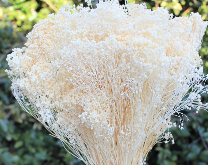 Bleached Broom Bloom Filler Cream Color/ Bouquet Filler Etsy