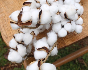 Raw Cotton on Stems