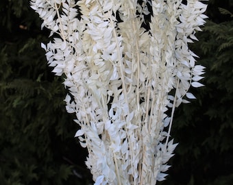 Premium Bleached White Italian Ruscus - 5 stems / Bleached Flowers/ Preserved Flowers
