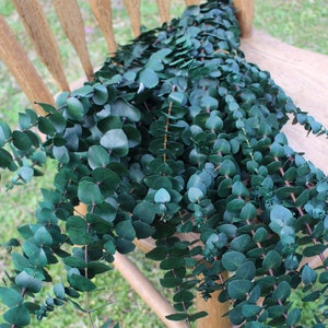 Green Spiral Eucalyptus, preserved eucalyptus, greenery for bouquets, eucalyptus for bouquets