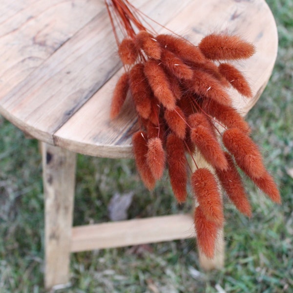 Terracotta Paprika Lagurus Bunny Tails/ Rabbit Tails