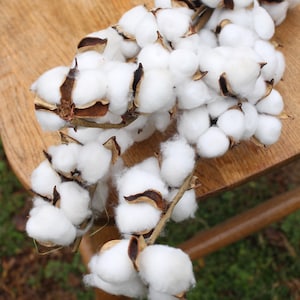 Raw Cotton on Stems