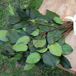 Salal Lemon Leaf-  Natural Green Greenery