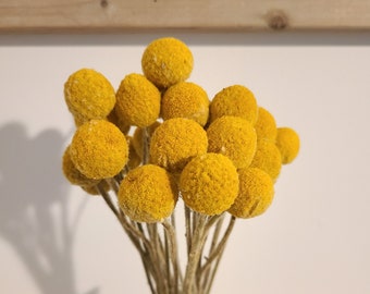 Yellow dried billy balls, craspedia, Bunch of craspedia, dried yellow flowers, Billy buttons, baby shower flowers