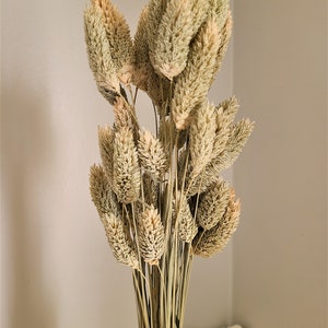Natural Dried Phalaris- Textured Bunny Tails - Phalaris Grass Tails - Wheat Grass- Gem Grass
