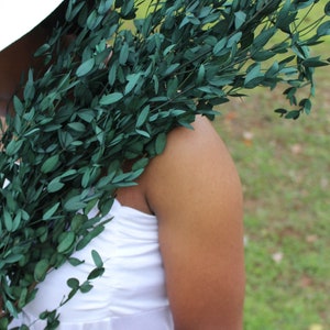 Preserved parvafolia eucalyptus, Real Preserved Green Teardrop Eucalyptus, , greenery for bouquets, eucalyptus for bouquets