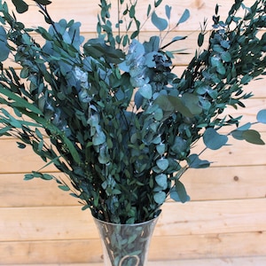 Eucalyptus: Real Preserved Green Eucalyptus Mixed Bunch, preserved parvafolia eucalyptus, greenery for bouquets, eucalyptus for bouquets